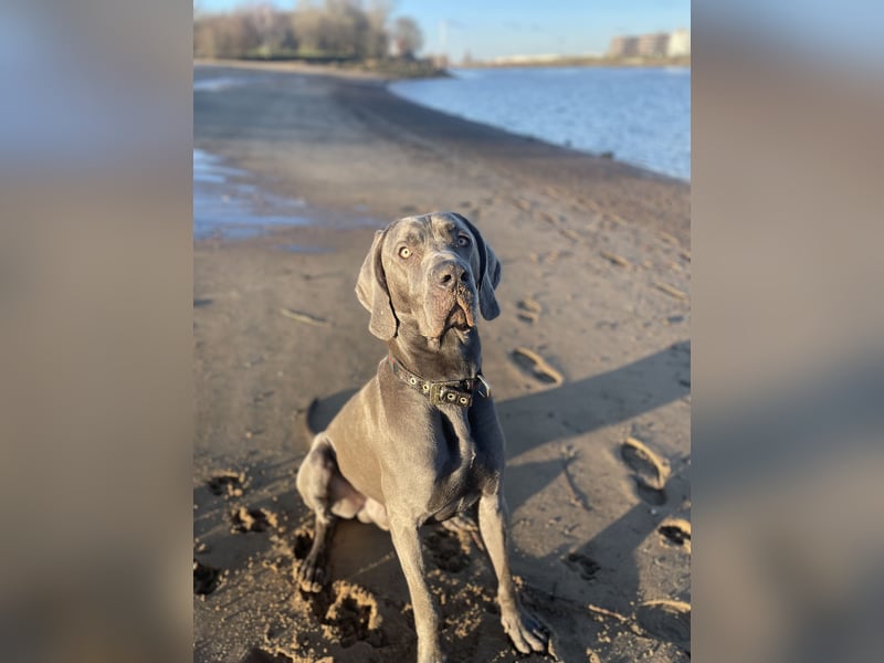 Weimaraner-Dogge