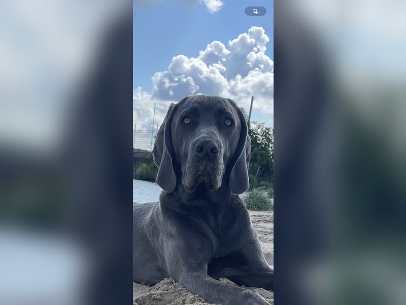 Weimaraner-Dogge