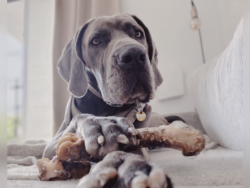 Weimaraner-Dogge