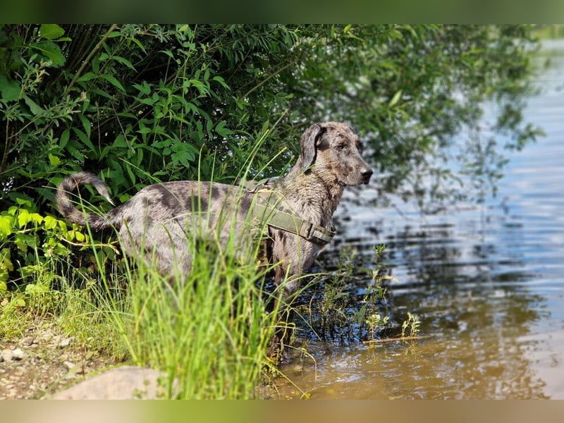 Kenai - bindet sich stark an seinen Menschen - Tierhilfe Franken e.V.