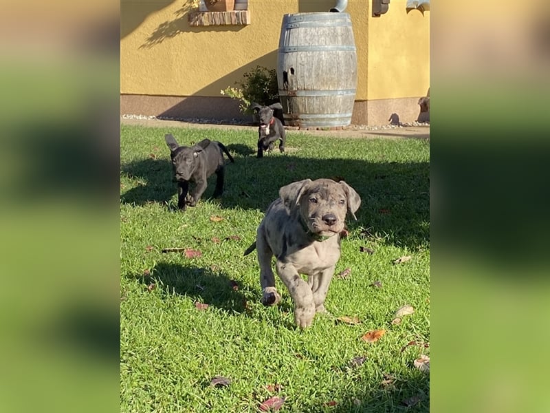 Reinrassige deutsche Doggen