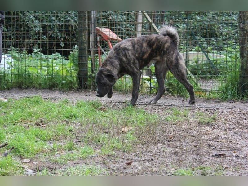 Jackpot - ein majestätischer Doggen-Mix sucht sein Königreich