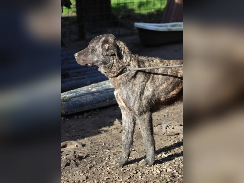 Jackpot - ein majestätischer Doggen-Mix sucht sein Königreich