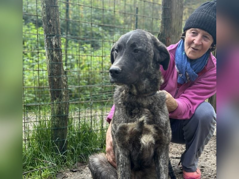 Jackpot - ein majestätischer Doggen-Mix sucht sein Königreich