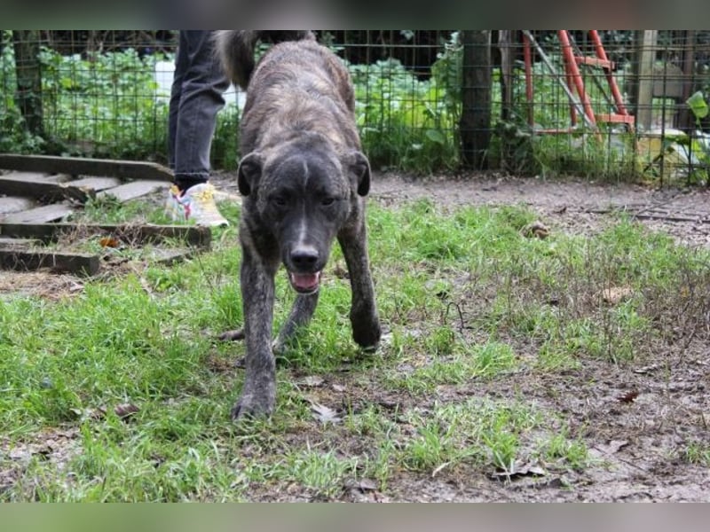 Jackpot - ein majestätischer Doggen-Mix sucht sein Königreich