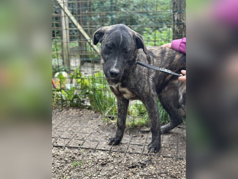 Jackpot - ein majestätischer Doggen-Mix sucht sein Königreich