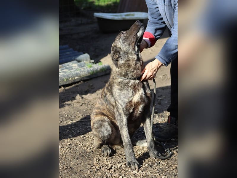 Jackpot - ein majestätischer Doggen-Mix sucht sein Königreich