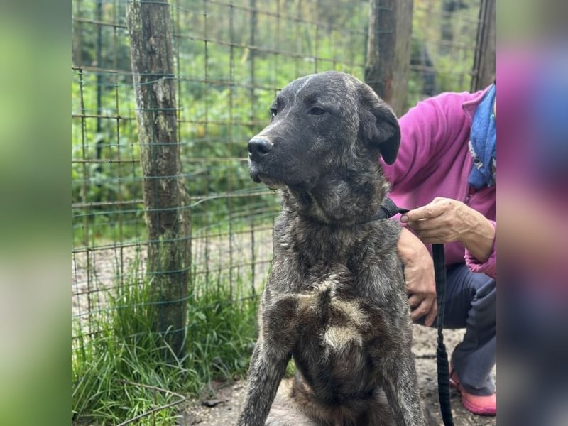 Jackpot - ein majestätischer Doggen-Mix sucht sein Königreich