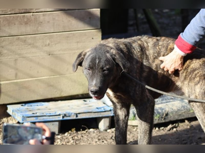 Jackpot - ein majestätischer Doggen-Mix sucht sein Königreich