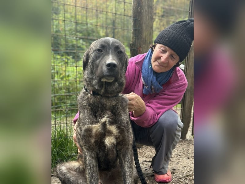Jackpot - ein majestätischer Doggen-Mix sucht sein Königreich