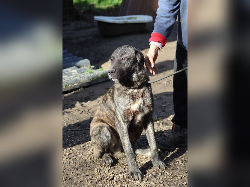 Jackpot - ein majestätischer Doggen-Mix sucht sein Königreich