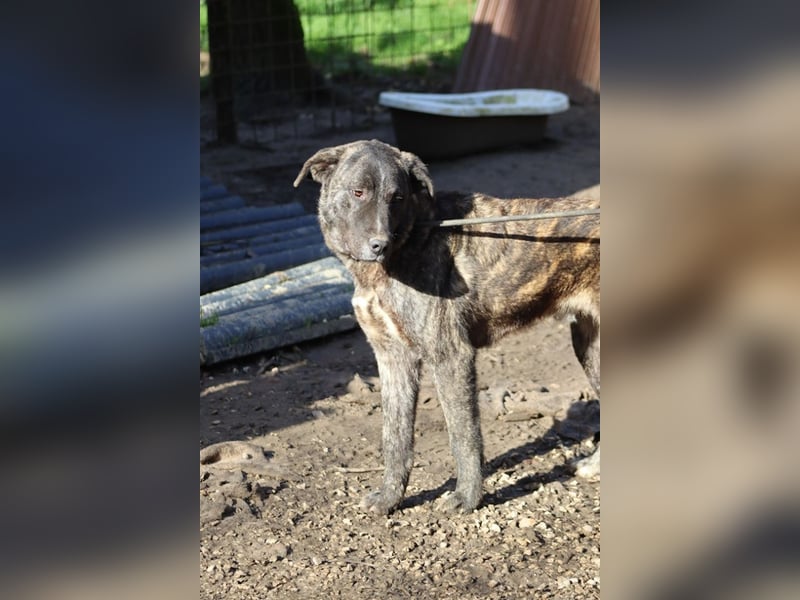 Jackpot - ein majestätischer Doggen-Mix sucht sein Königreich
