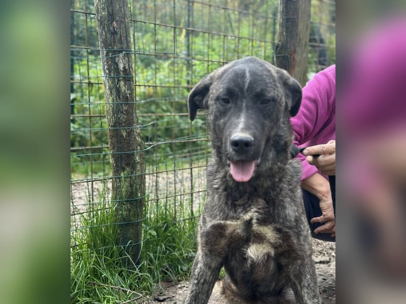 Jackpot - ein majestätischer Doggen-Mix sucht sein Königreich