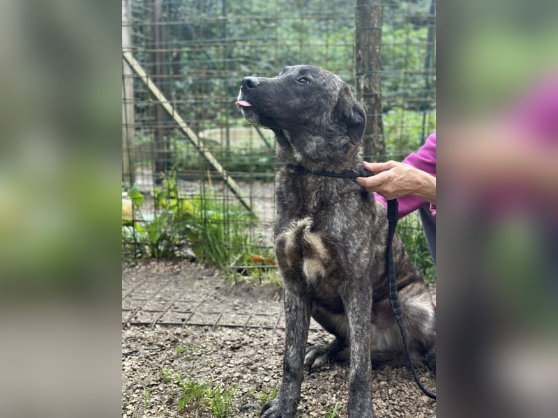 Jackpot - ein majestätischer Doggen-Mix sucht sein Königreich