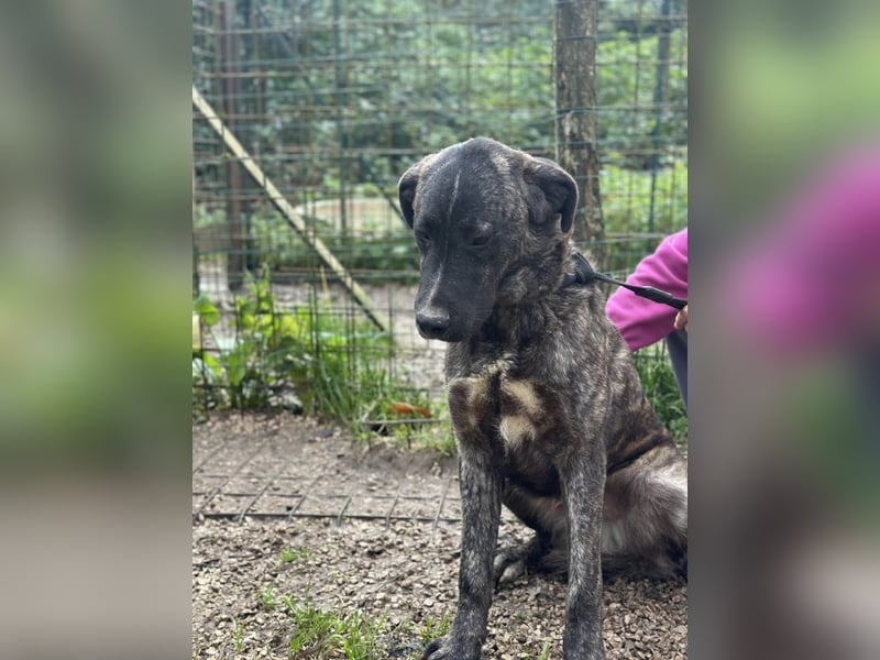 Jackpot - ein majestätischer Doggen-Mix sucht sein Königreich