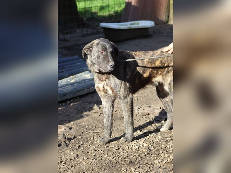 Jackpot - ein majestätischer Doggen-Mix sucht sein Königreich