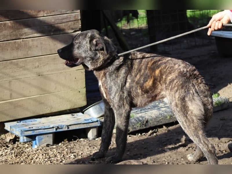Jackpot - ein majestätischer Doggen-Mix sucht sein Königreich