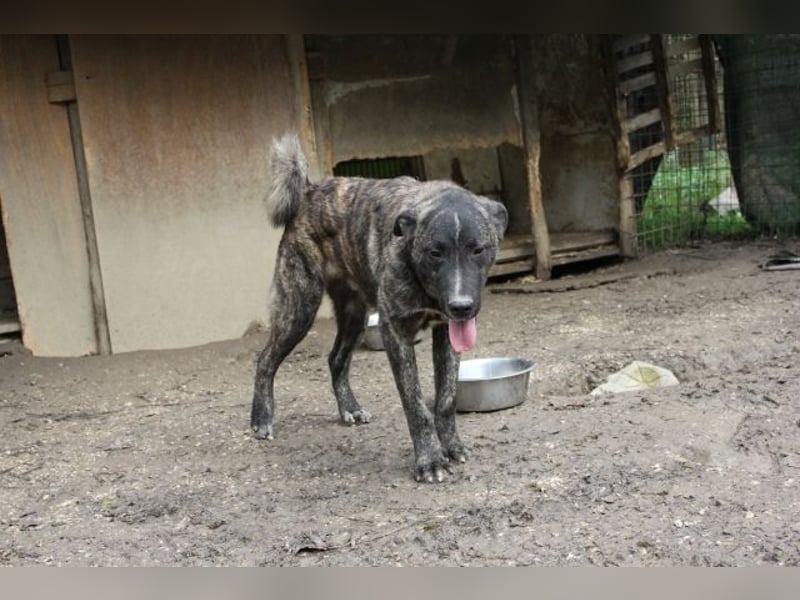 Jackpot - ein majestätischer Doggen-Mix sucht sein Königreich
