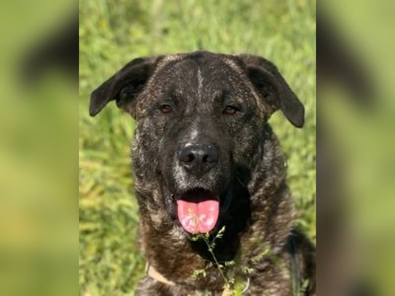 Jackpot - ein majestätischer Doggen-Mix sucht sein Königreich