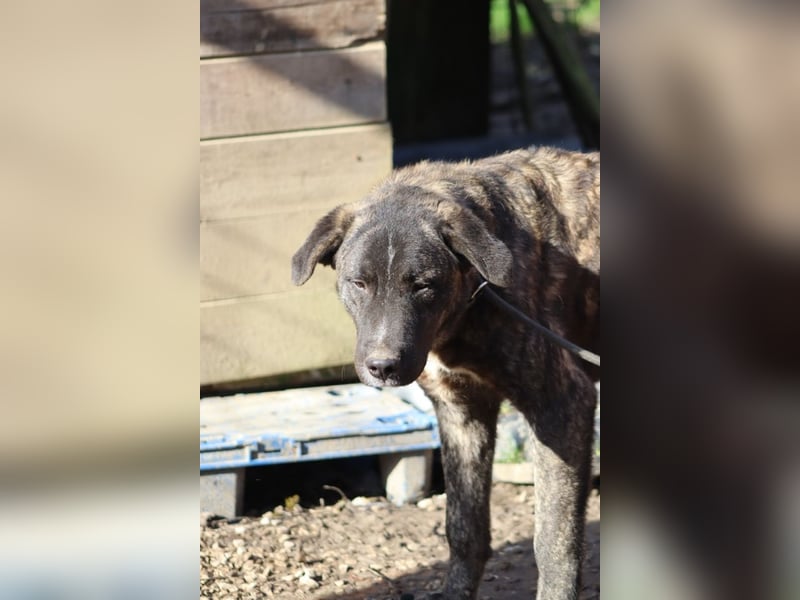 Jackpot - ein majestätischer Doggen-Mix sucht sein Königreich