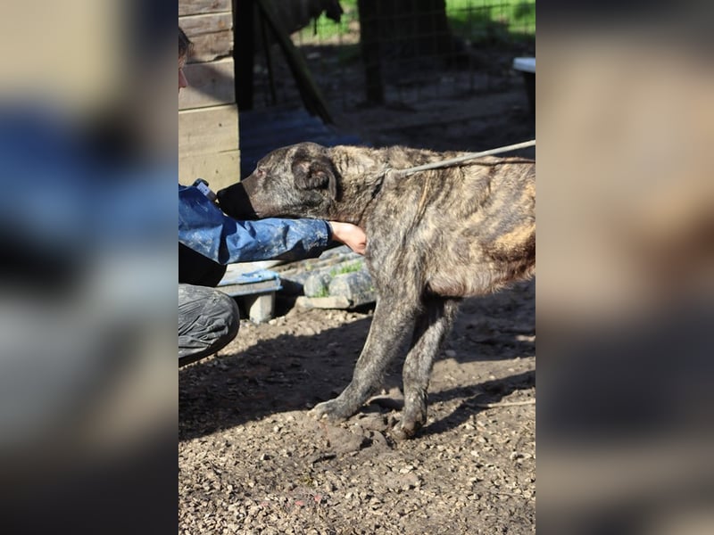 Jackpot - ein majestätischer Doggen-Mix sucht sein Königreich