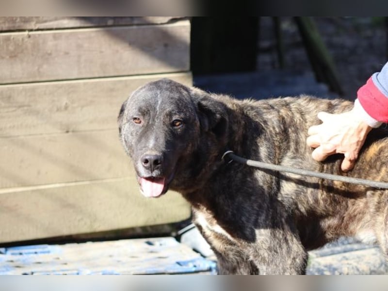 Jackpot - ein majestätischer Doggen-Mix sucht sein Königreich