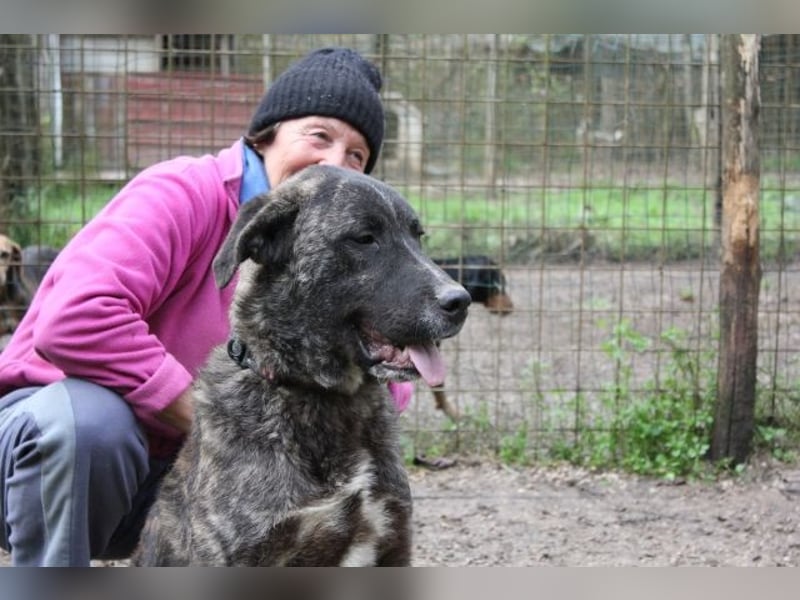 Jackpot - ein majestätischer Doggen-Mix sucht sein Königreich