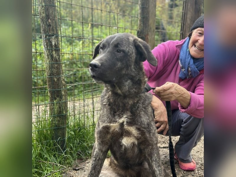 Jackpot - ein majestätischer Doggen-Mix sucht sein Königreich