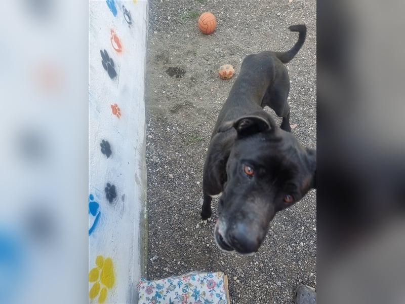 Nerone sucht sein Zuhause