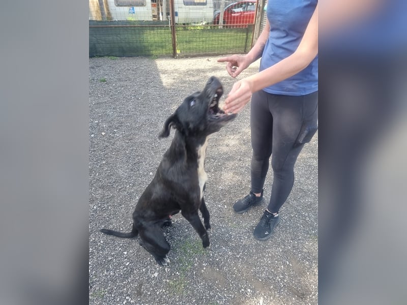 Nerone sucht sein Zuhause