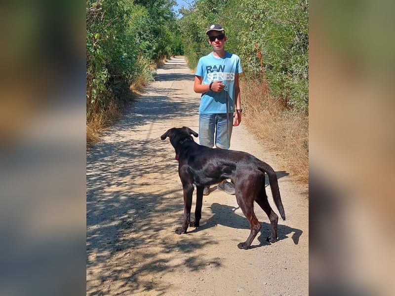 Janó VA - Großer, aktiver Rüde sucht sportliches Zuhause