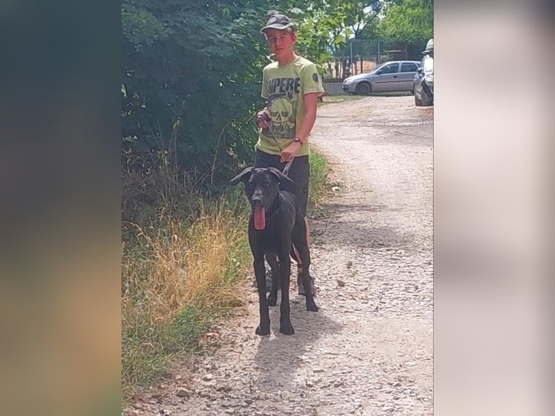 Janó VA - Großer, aktiver Rüde sucht sportliches Zuhause