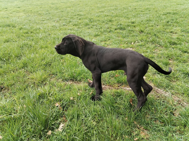 Deutsche Dogge Welpen