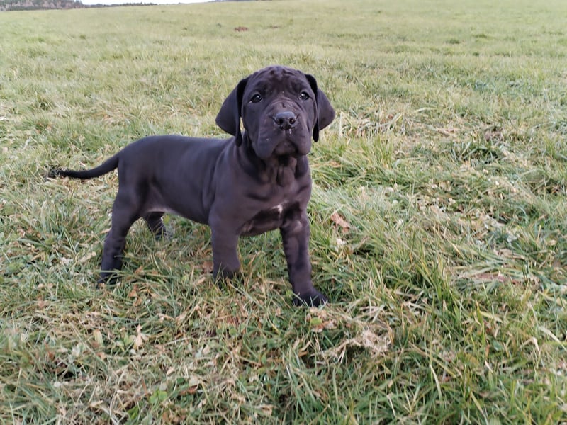 Deutsche Dogge Welpen