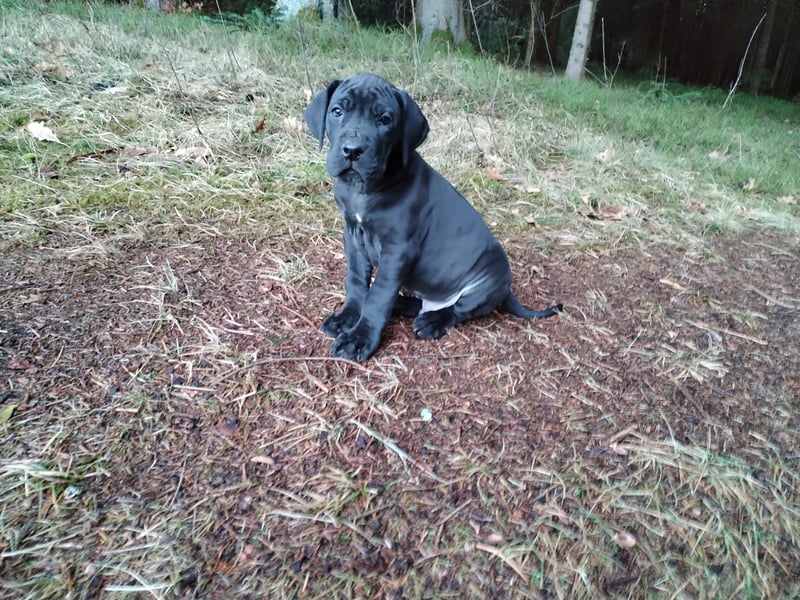 Deutsche Dogge Welpen