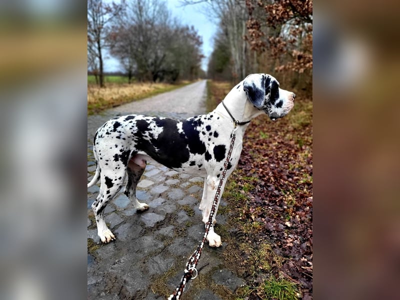 Doggenwelpen von seriösem Züchter DDC-VDH-Ahnentafeln