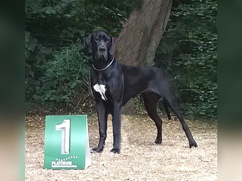Doggenwelpen von seriösem Züchter DDC-VDH-Ahnentafeln