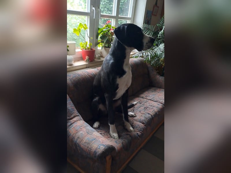 Doggenrüden