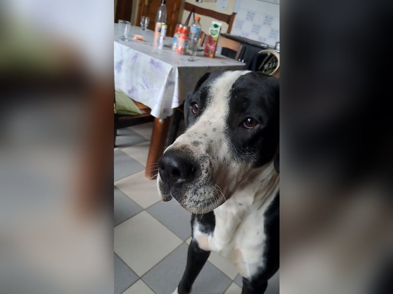Doggenrüden