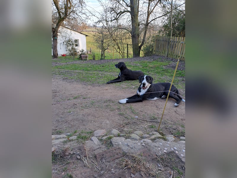 Doggenrüden