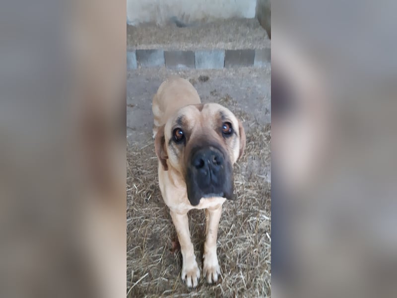 Italienisch Deutsche Dogge Mischling Rufus 8 Jahre Rüde, Platz vor Preis