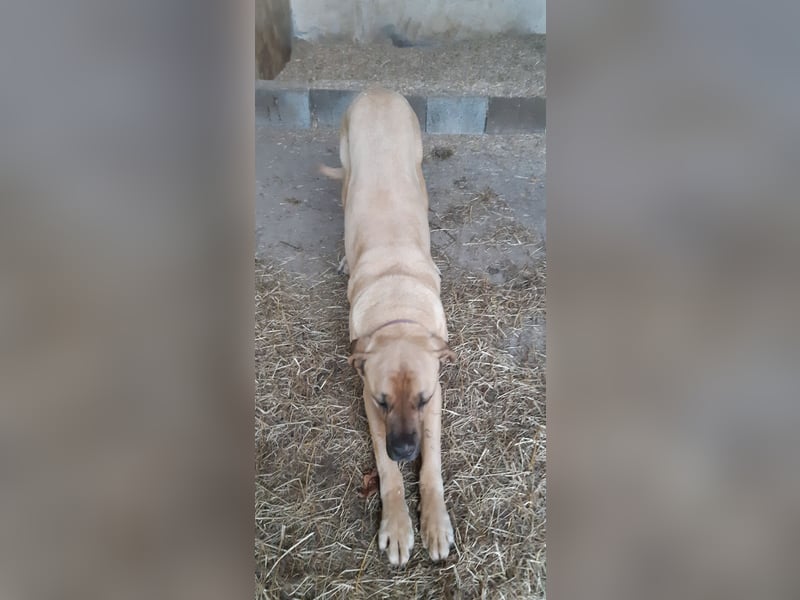 Italienisch Deutsche Dogge Mischling Rufus 8 Jahre Rüde, Platz vor Preis