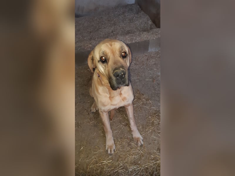 Italienisch Deutsche Dogge Mischling Rufus 8 Jahre Rüde, Platz vor Preis