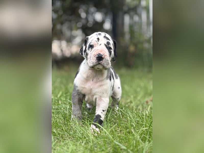 Deutsche Doggenwelpen