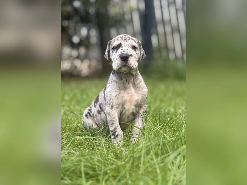 Deutsche Doggenwelpen