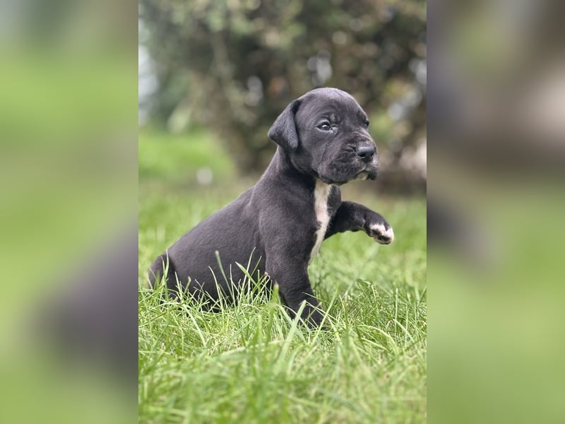 Deutsche Doggenwelpen