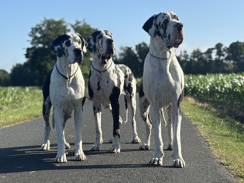 Deutsche Doggenwelpen