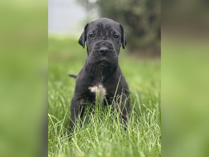 Deutsche Doggenwelpen