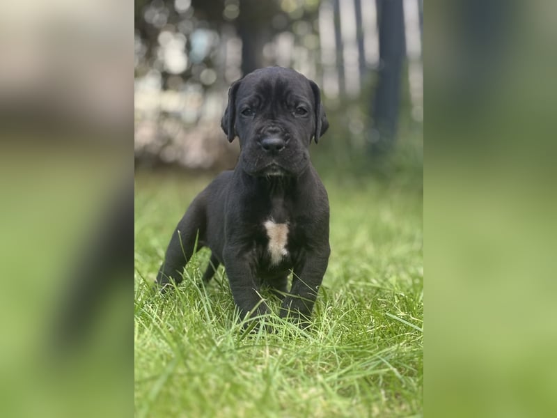 Deutsche Doggenwelpen
