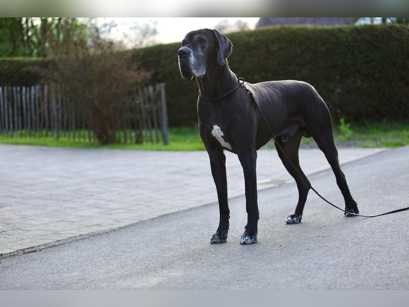 Deutsche Doggenwelpen